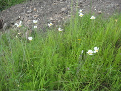 Calochortus ownbeyi