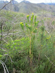 Euryops pinnatipartitus