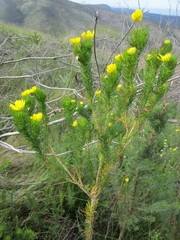 Euryops pinnatipartitus