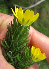 Euryops pinnatipartitus