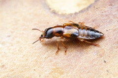 Oxyporinae
