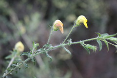 Aspalathus latifolia
