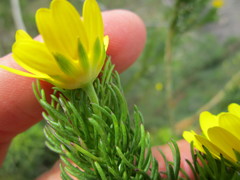 Euryops pinnatipartitus