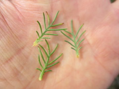 Euryops pinnatipartitus