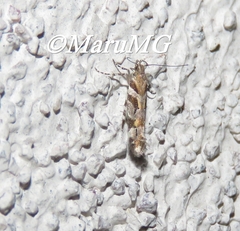 Aristotelia devexella