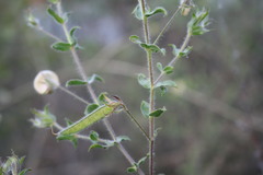 Aspalathus latifolia