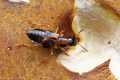 Oxyporinae