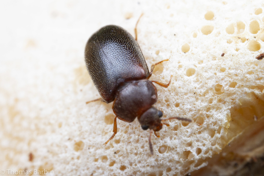 Tetratoma concolor