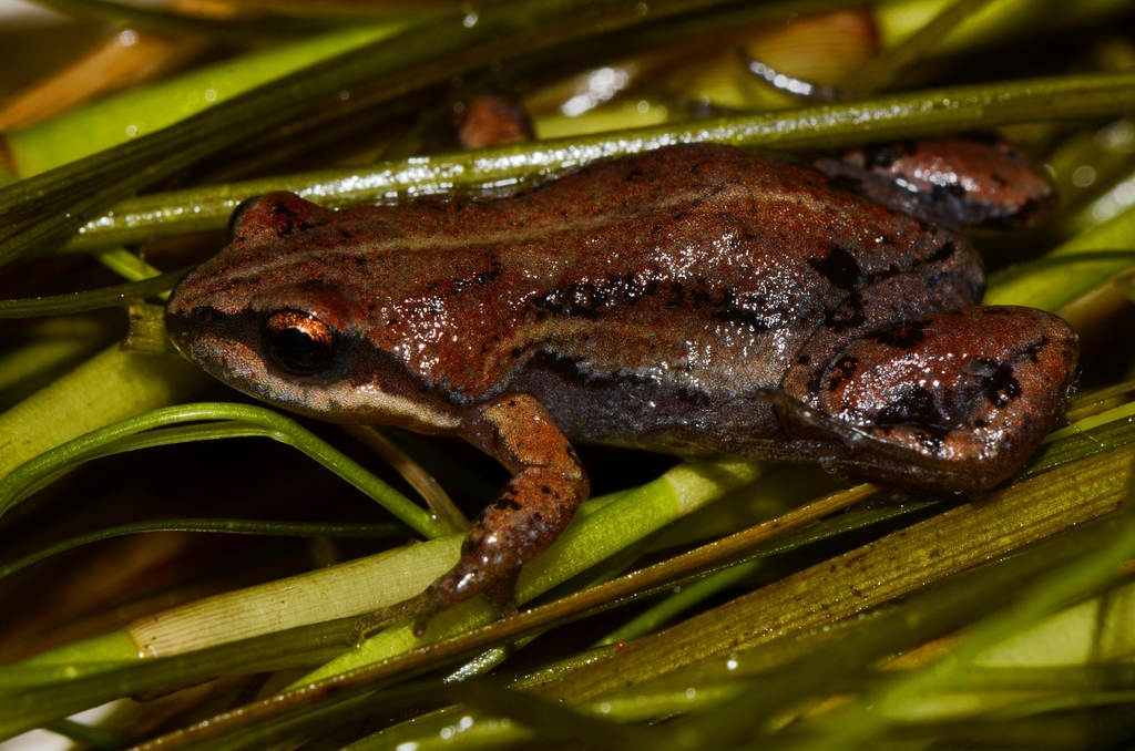 Smooth Dainty Frog