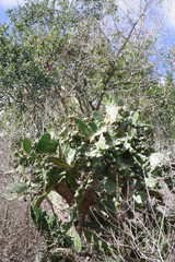 Opuntia monacantha
