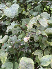 Symphoricarpos albus