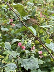 Symphoricarpos albus