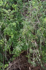 Azima tetracantha