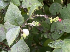 Symphoricarpos albus