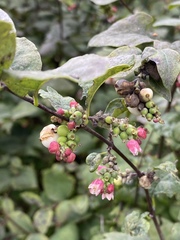 Symphoricarpos albus