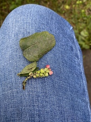 Symphoricarpos albus