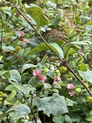 Symphoricarpos albus