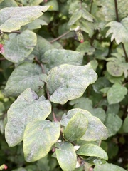 Symphoricarpos albus