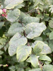 Symphoricarpos albus