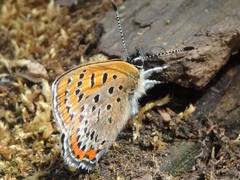 Lycaena helle