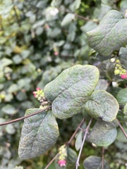 Symphoricarpos albus