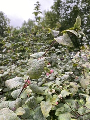 Symphoricarpos albus