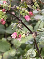 Symphoricarpos albus