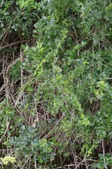 Azima tetracantha
