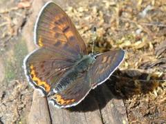 Lycaena helle