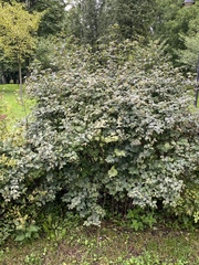 Symphoricarpos albus