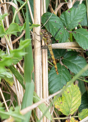 Sympetrum striolatum