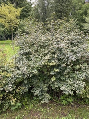 Symphoricarpos albus