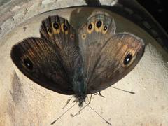 Lasiommata petropolitana
