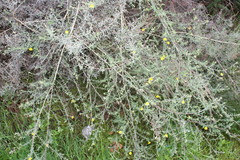 Aspalathus latifolia