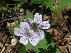 Geranium krylovii