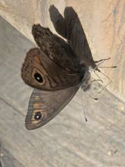 Lasiommata petropolitana