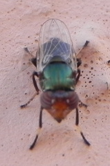 Physiphora