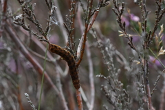 Lacanobia contigua