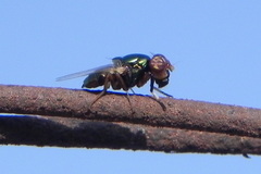 Physiphora