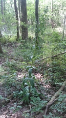 Frasera caroliniensis