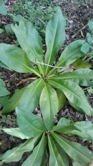 Frasera caroliniensis