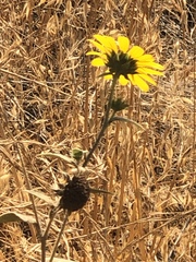Helianthus annuus
