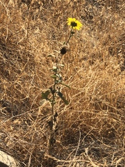 Helianthus annuus