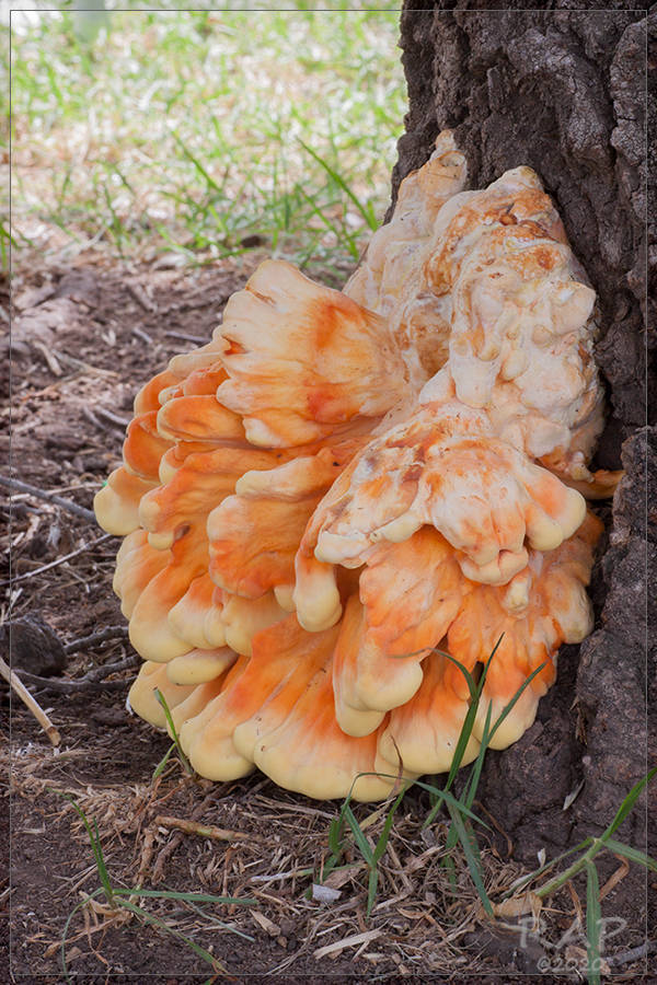 Laetiporus gilbertsonii · December 2011 · photo: © r-a-p (iNaturalist, cc-by)