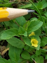 Mecardonia procumbens