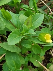 Mecardonia procumbens