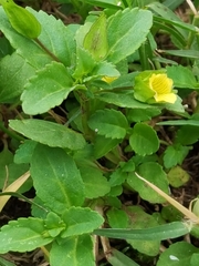 Mecardonia procumbens