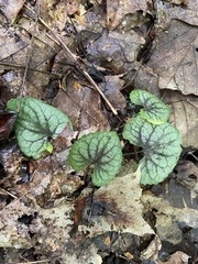 Viola walteri