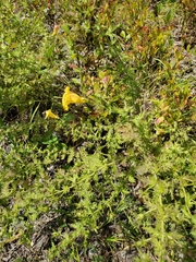 Aureolaria pedicularia