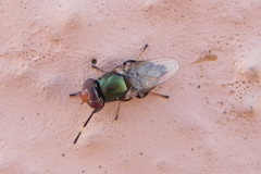 Physiphora